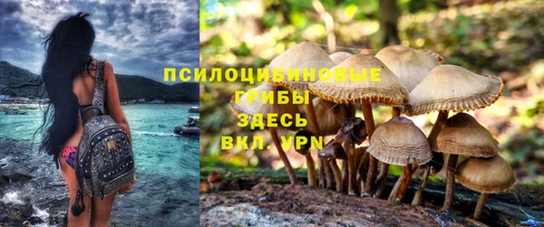 шишки Медвежьегорск